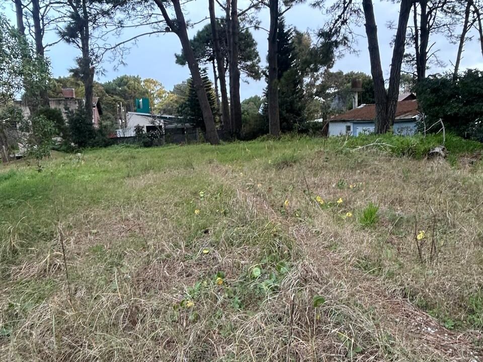 lote 4
